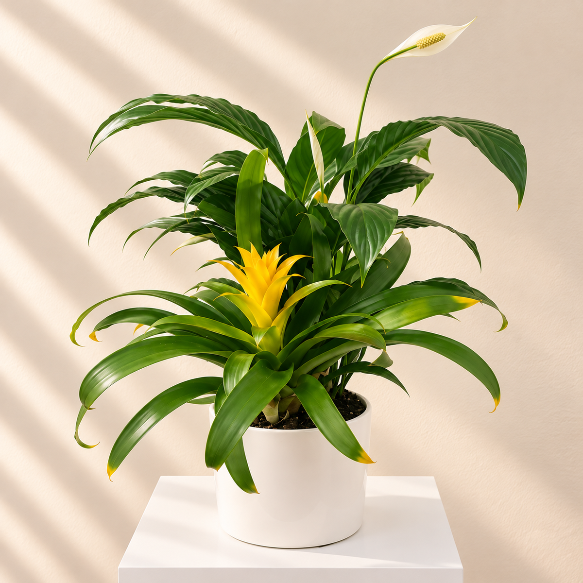 Funeral sympathy plants