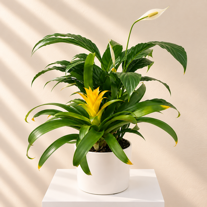 Funeral sympathy plants