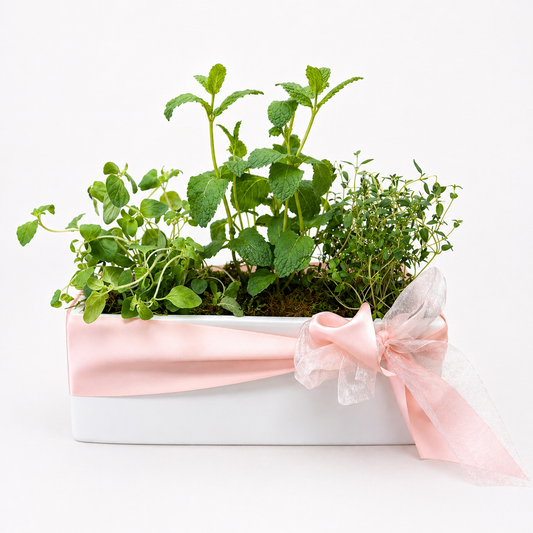 Herb garden in a white container with a pink ribbon on a white background