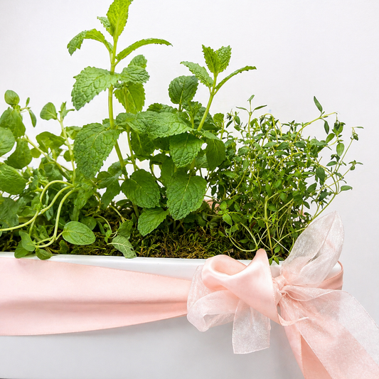 Herb plant in a pot with a pink ribbon on a white background