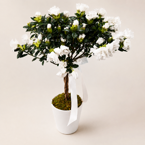 Potted plant with white flowers on a plain background