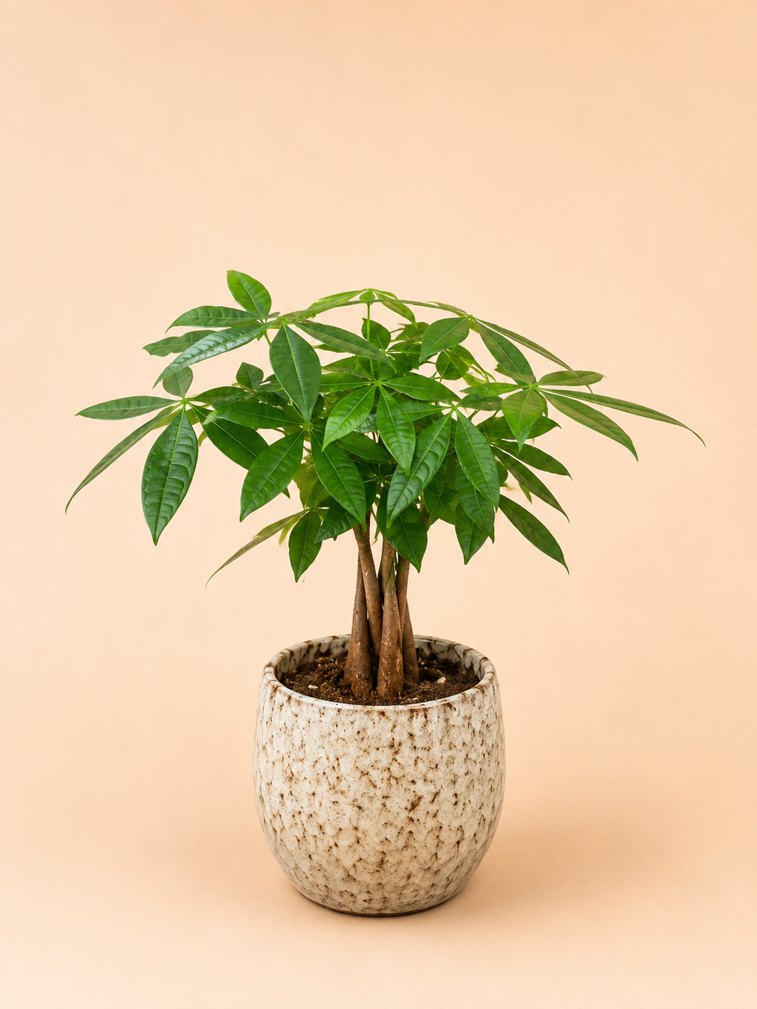 Lucky Money Tree in Ceramic Pot 7" Wide, 20" Tall