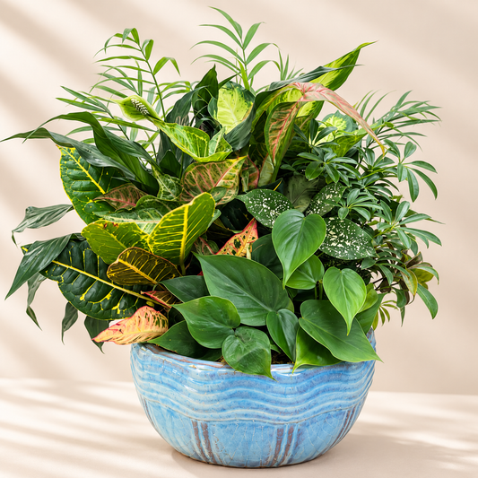 Lush Green Dish Garden in Ceramic Bowl