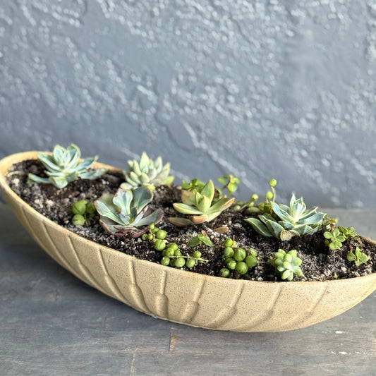 Luxury Succulent Garden in Ceramic Boat Planter