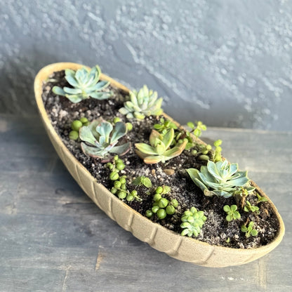 Luxury Succulent Garden in Ceramic Boat Planter