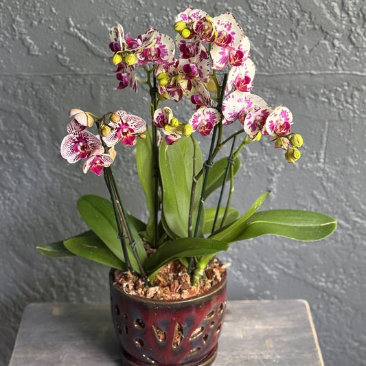 Multi-Stem Orchids in Designer Pot – Palm Harbor Delivery