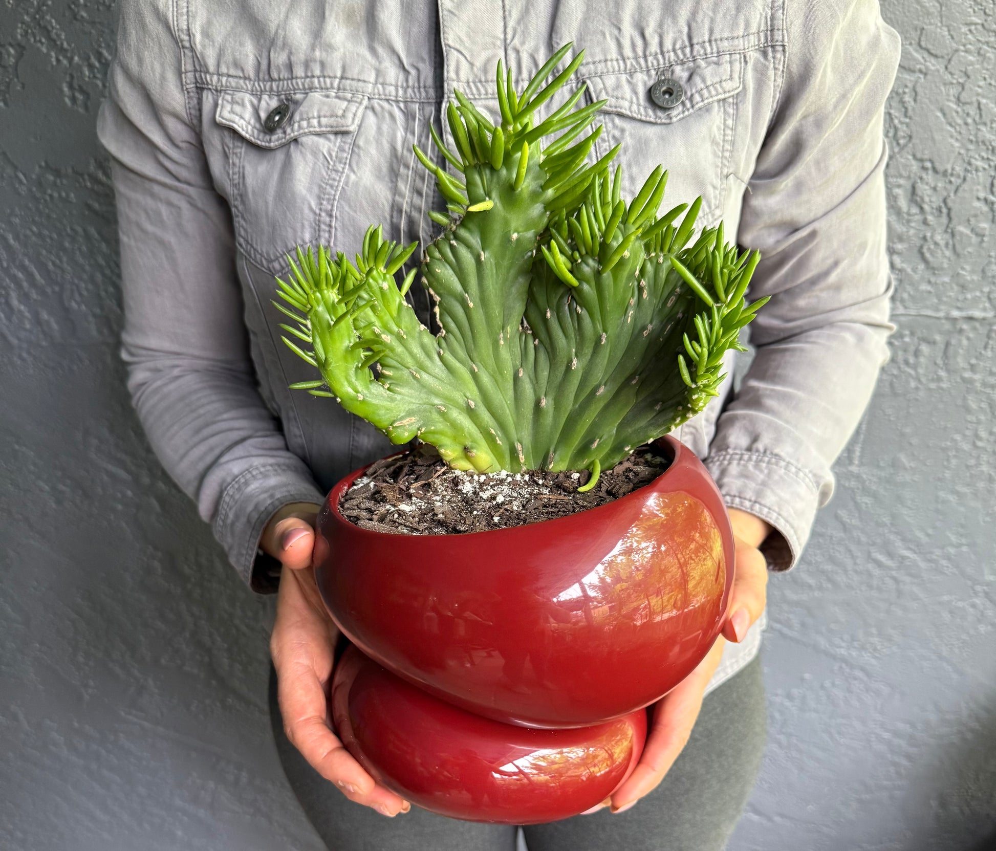 succulent self watering pot Naked Cactus Collection – Opuntia Subulata Crested in Fondra Luxury Self-Watering Planter