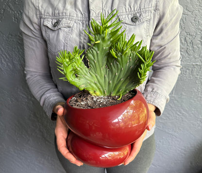self watering succulent pot Naked Cactus – Opuntia Subulata Crested in Fondra Self-Watering Planter