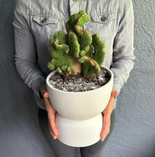 Unique Coral Cactus from a Naked Cactus Collection. An  exqusite gift in a stylish minimalistic self-watering Planter. 