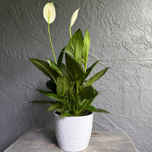 Peace Lily Plant in White Pot – 6" Spathiphyllum for Home