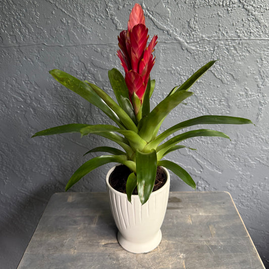 Bromeliad Plant in White Ceramic Pot – Bright Red Tropical Gift (6")