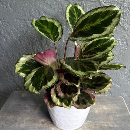 Calathea Medallion Plant in White Pot – Bold Patterned Leaves (6")