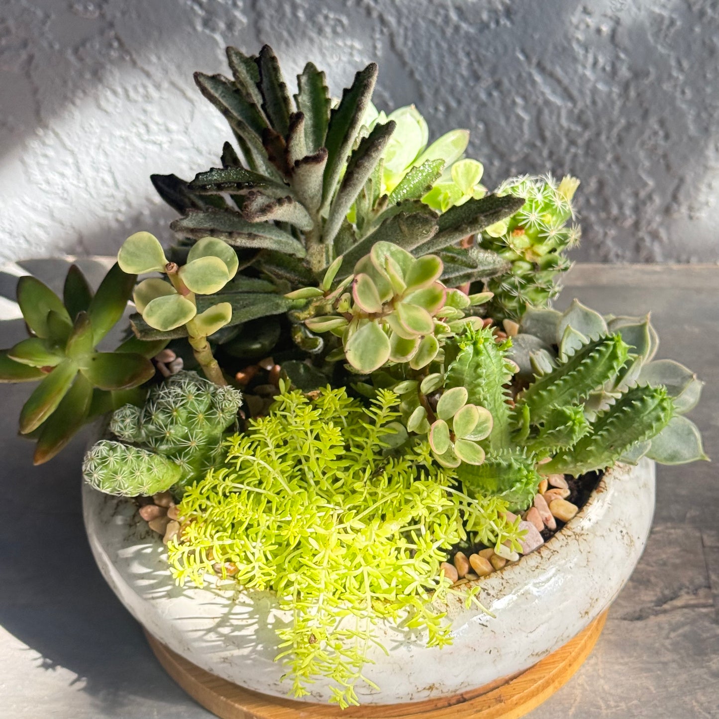 white pot with a variety of succulents and cacti on a wooden surface.