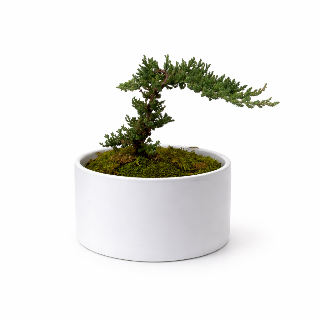 Bonsai Tree in White Ceramic Pot – 11" Live Indoor Plant