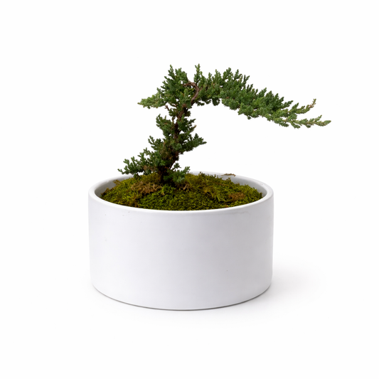 Bonsai Tree in White Ceramic Pot – 11" Live Indoor Plant