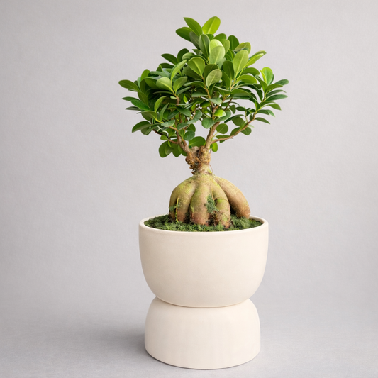 Live Indoor Plant (Ficus microcarpa)