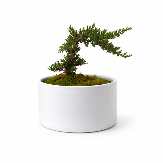 Bonsai Tree in White Ceramic Pot – 11" Live Indoor Plant