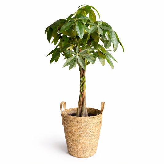 Potted Money Tree in a basket on a white background