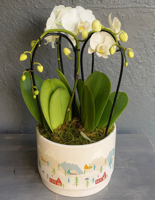Potted orchid with white flowers 