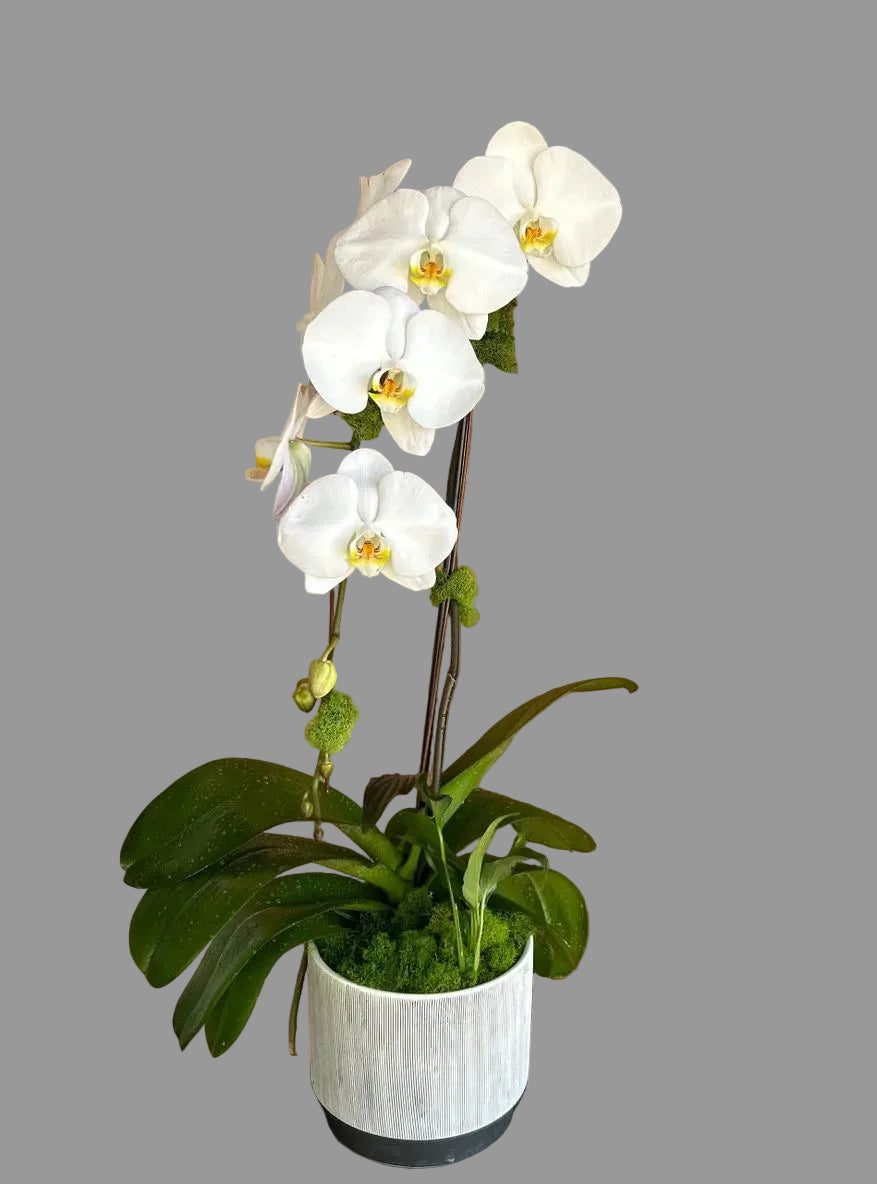 White orchid and green plant garden in ceramic pot – Palm Harbor delivery