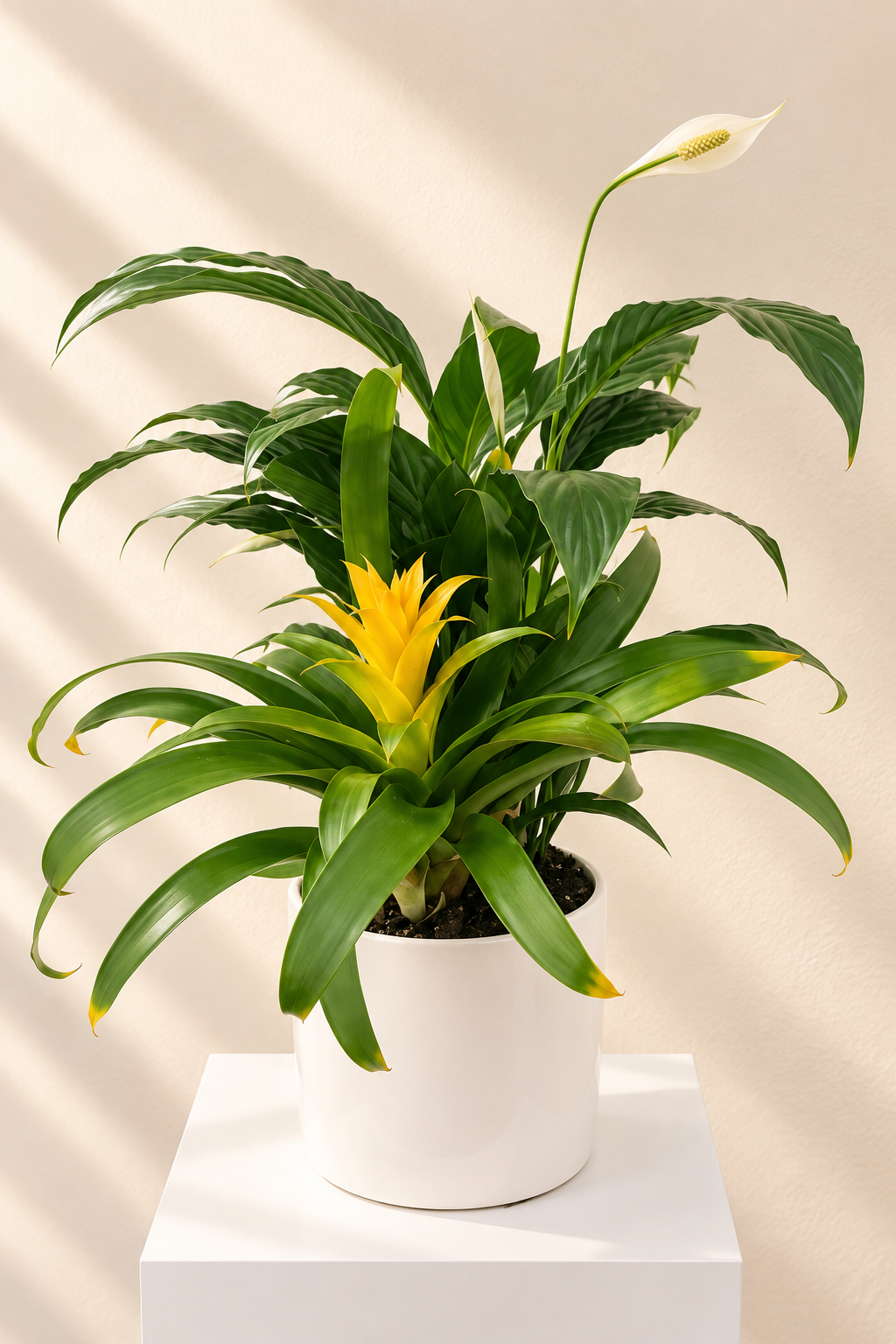 Bromeliad , peace lily 