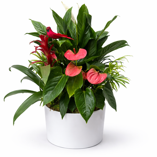 Potted plants with red and pink flowers on a white background