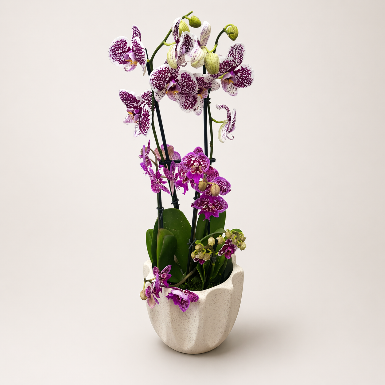 Potted orchid with purple flowers in a white pot on a light background