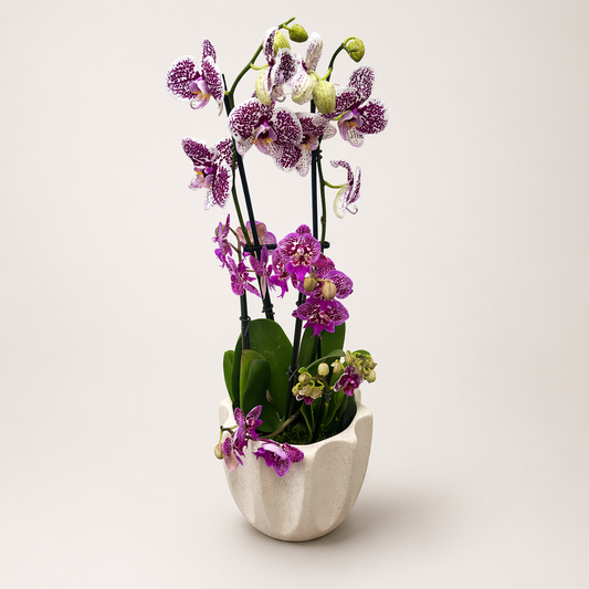 Potted orchid with purple flowers in a white pot on a light background