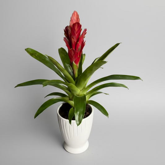 Potted  Tropical plant with red flowers and green leaves