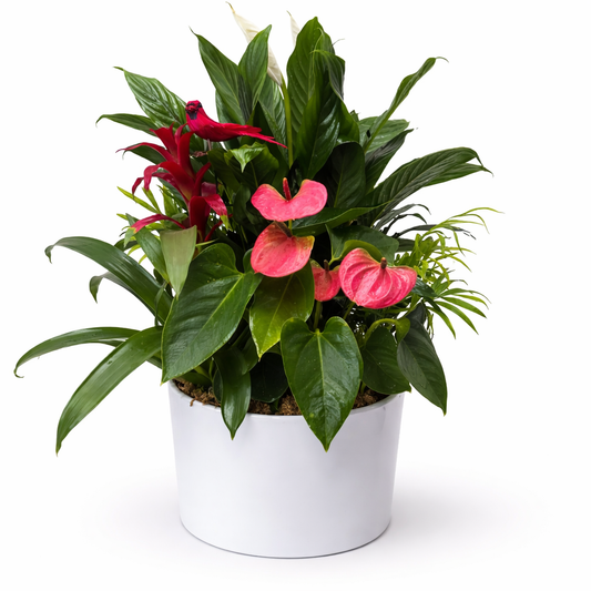 Potted tropical plants in ceramic pot