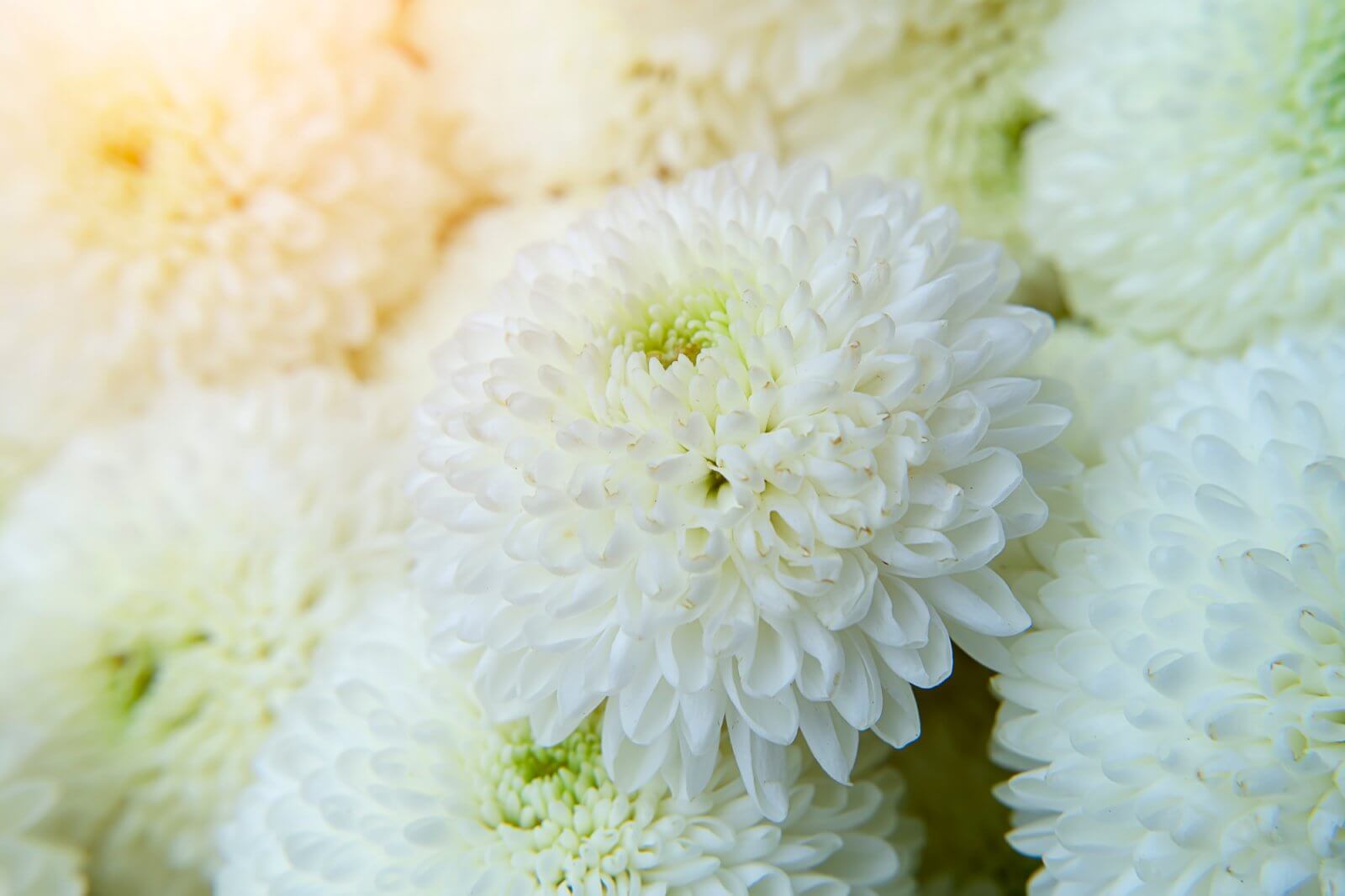Close-up of white flowers with a soft focus background