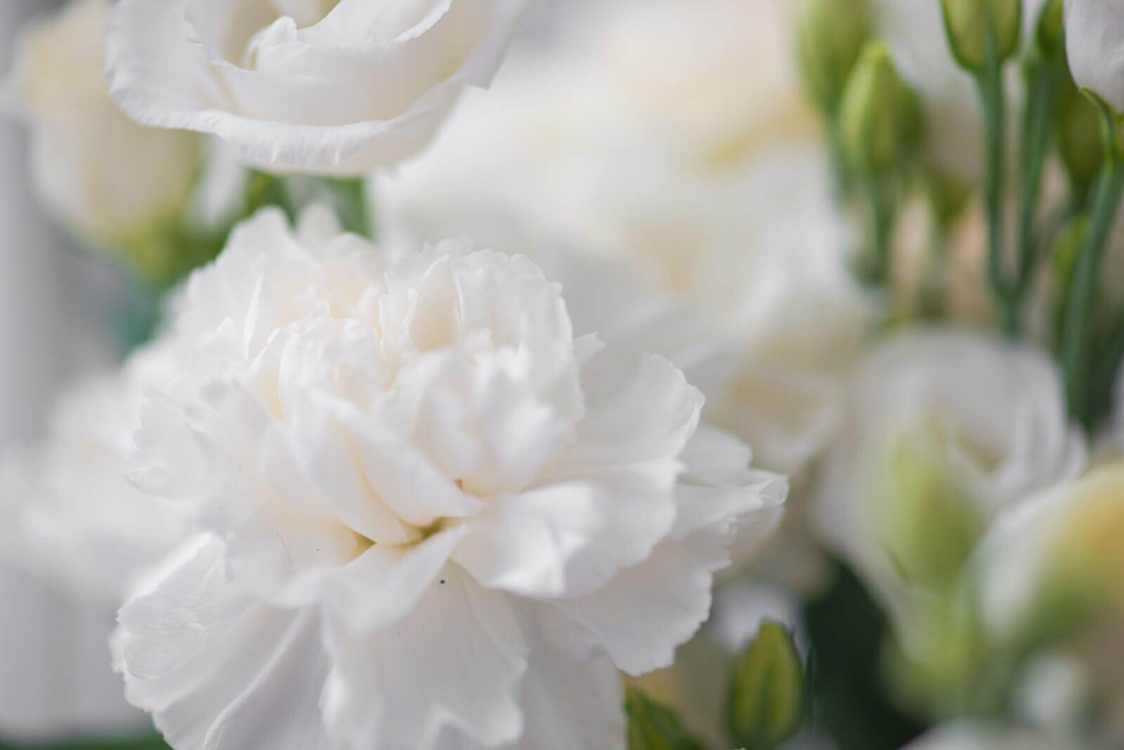 Close-up of white flowers with a blurred background