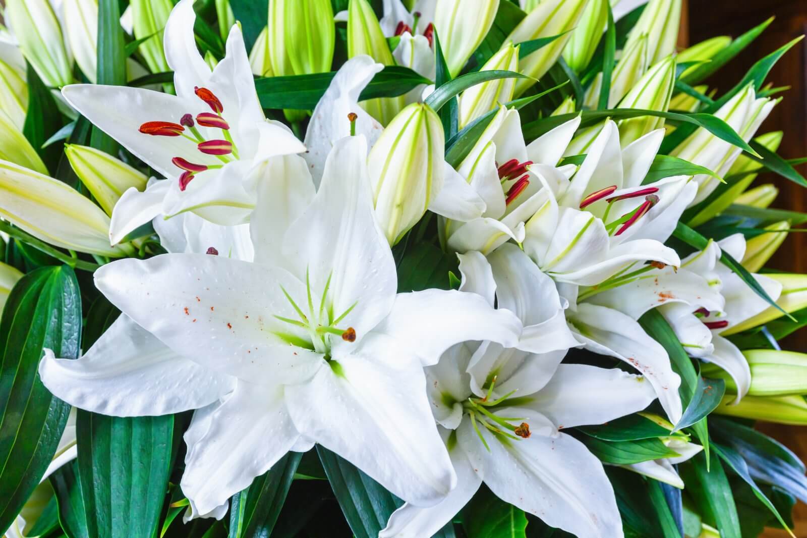 Bouquet of white lilies with green leaves
