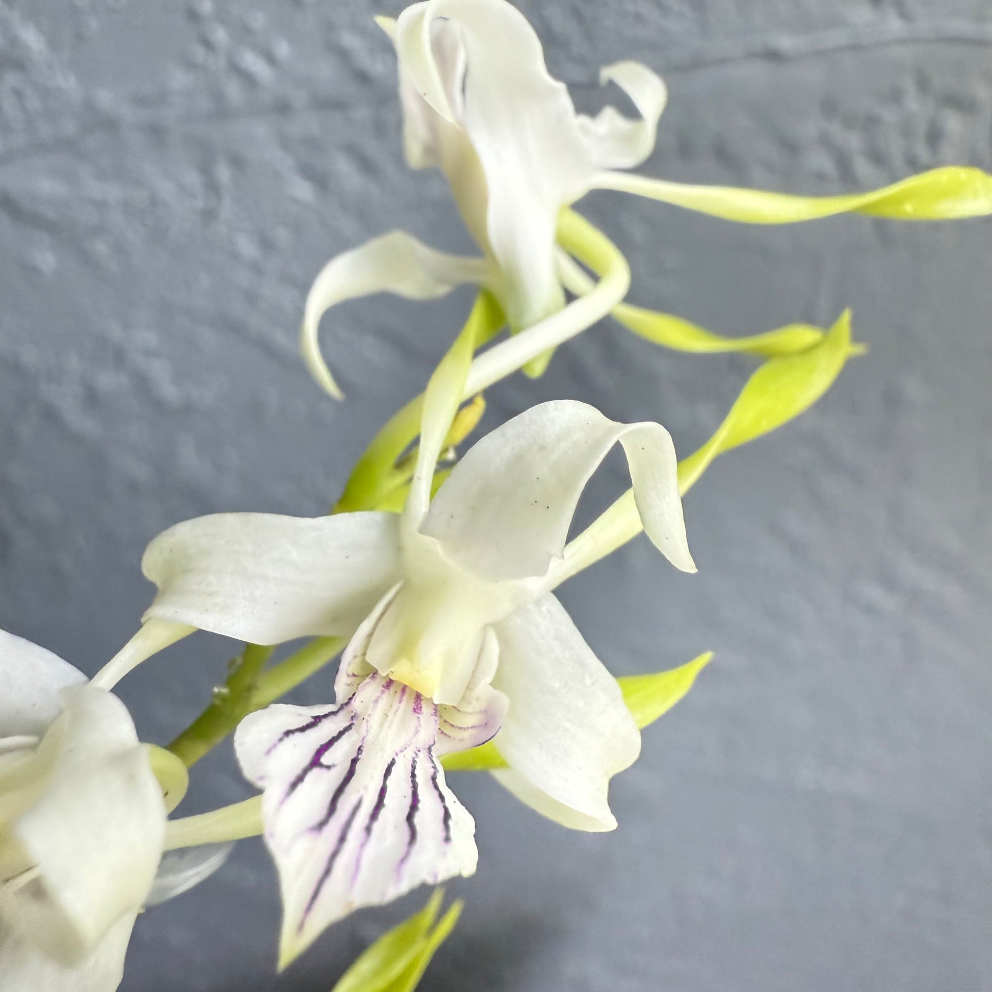 White orchid flowers 