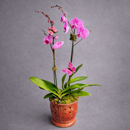Potted orchid with pink flowers 