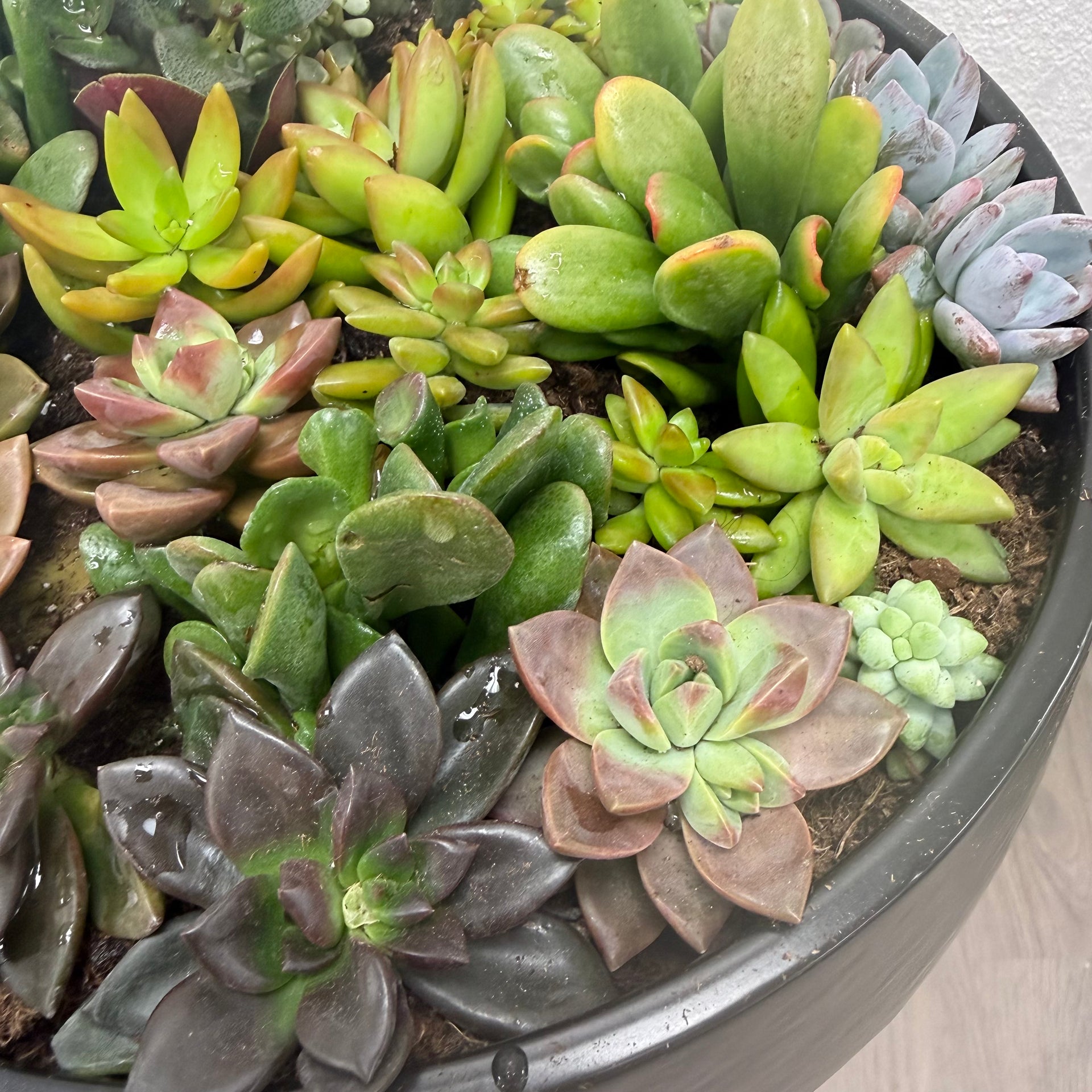 sympathy succulent plants Sympathy Succulent Garden